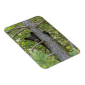 Magnet Flexible Ourson grimpe à un arbre (Côté Droit)