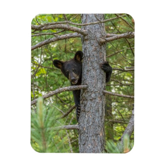 Magnet Flexible Ourson grimpe à un arbre (Vertical)