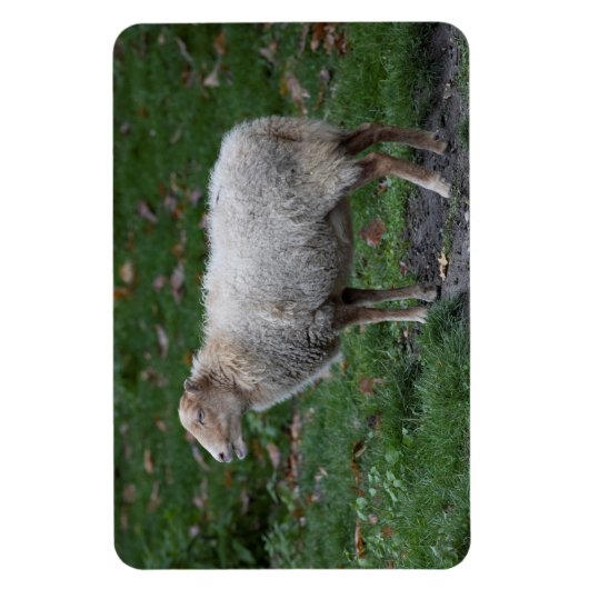 Magnet Flexible Ovis (Vertical)