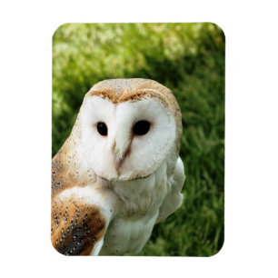 MAGNET FLEXIBLE OWLS