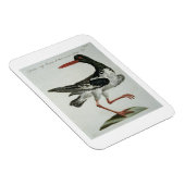 Magnet Flexible Oyster Catcher, c.1767-76 (gravure à la main) (Côté Droit)