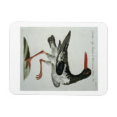 Magnet Flexible Oyster Catcher, c.1767-76 (gravure à la main) (Horizontal)