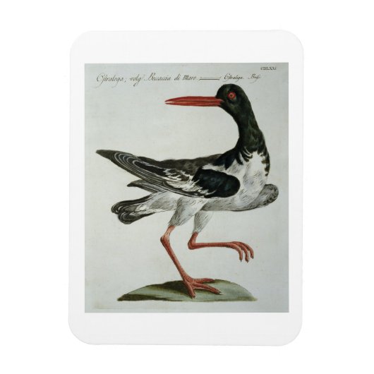 Magnet Flexible Oyster Catcher, c.1767-76 (gravure à la main) (Vertical)