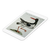 Magnet Flexible Oyster Catcher, c.1767-76 (gravure à la main) (Côté Gauche)