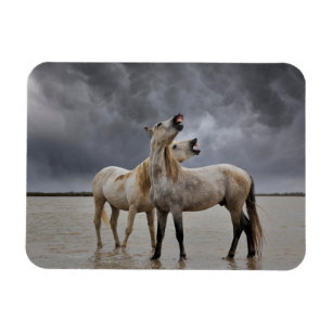 Magnet Flexible Pair of Camargue Horse Stallions, Southern France