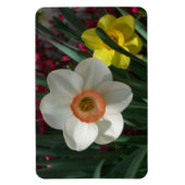Magnet Flexible Pair of Daffodils Pink and Yellow Spring Flowers (Vertical)