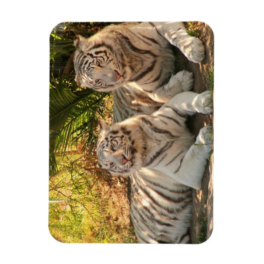 Magnet Flexible Paire d'aimants flexibles des tigres blancs (Vertical)