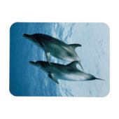 Magnet Flexible Paire de dauphins (Horizontal)