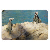 Magnet Flexible Paire de Iguanas Photographie de la faune tropical (Horizontal)