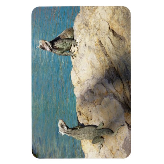Magnet Flexible Paire de Iguanas Photographie de la faune tropical (Vertical)