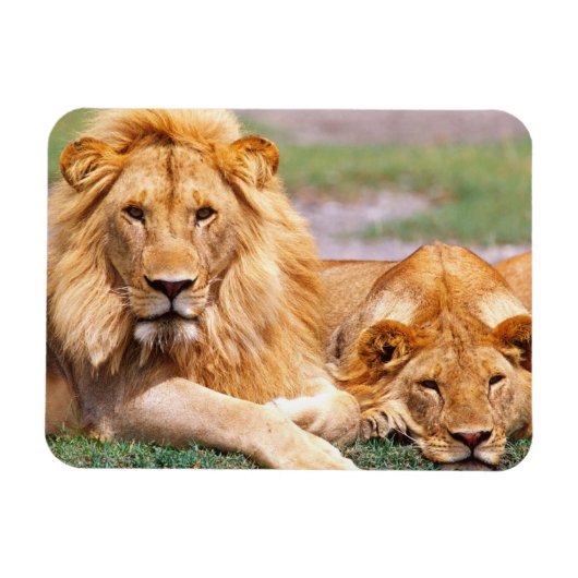Magnet Flexible Paire de lions africains, Panthera leo, Tanzanie (Horizontal)
