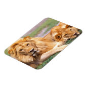 Magnet Flexible Paire de lions africains, Panthera leo, Tanzanie (Côté Gauche)