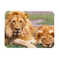Paire de lions d'Afrique, Panthera leo, Tanzanie