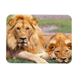 Magnet Flexible Paire de lions d'Afrique, Panthera leo, Tanzanie
