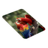 Magnet Flexible Paire de Scarlet Macaws (Côté Droit)
