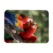Magnet Flexible Paire de Scarlet Macaws (Horizontal)