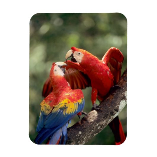 Magnet Flexible Paire de Scarlet Macaws (Vertical)