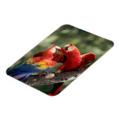 Magnet Flexible Paire de Scarlet Macaws (Côté Gauche)