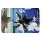 Magnet Flexible Palm sur l'île des Seychelles, Praslin (Horizontal)