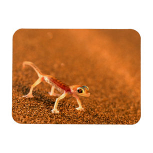 Magnet Flexible Palmatogecko sur dune de sable, Swakpomund, Erongo