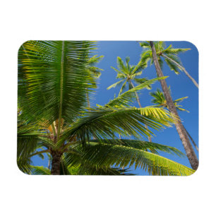 Magnet Flexible Palmier à coco, Pu'uhonua o Honaunau 1