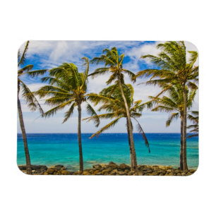 Magnet Flexible Palmier à noix de coco (Cocos nucifera) se balança