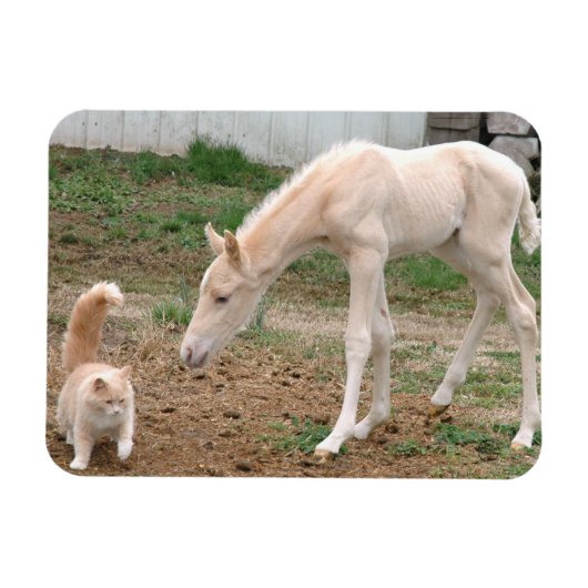 Magnet Flexible Palomino Baby Horse et Barn Cat (Horizontal)