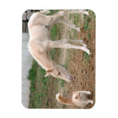 Magnet Flexible Palomino Baby Horse et Barn Cat (Vertical)