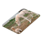 Magnet Flexible Palomino Baby Horse et Barn Cat (Côté Gauche)