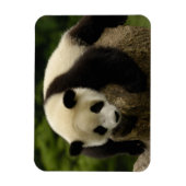 Magnet Flexible Panda bébé géant (Ailuropoda melanoleuca) (Vertical)