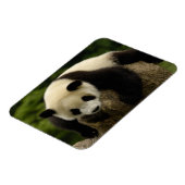 Magnet Flexible Panda bébé géant (Ailuropoda melanoleuca) (Côté Gauche)