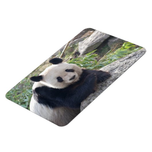 Magnet Flexible Panda Géant Amical (Côté Gauche)