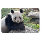 Magnet Flexible Panda Géant Amical (Horizontal)