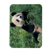 Magnet Flexible Panda géant dans l'herbe, vallée de Wolong, Sichua (Vertical)