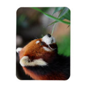 Magnet Flexible Panda rouge (Vertical)