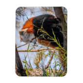 Magnet Flexible Panda rouge (Vertical)