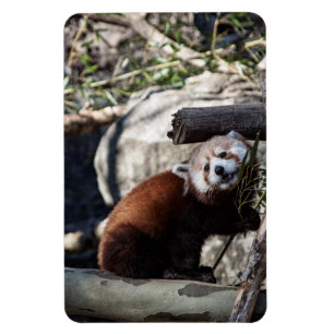 Magnet Flexible Panda rouge et bambou