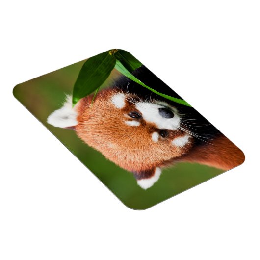 Magnet Flexible Panda rouge mignonne (Côté Droit)