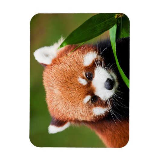 Magnet Flexible Panda rouge mignonne (Vertical)
