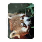 Magnet Flexible Panda roux, Taronga Zoo, Sydney, Australie (Vertical)