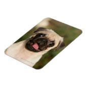 Magnet Flexible Panneaux de chiot Carlin (Côté Gauche)