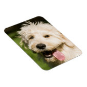 Magnet Flexible Panneaux de chiot Goldendoodle (Côté Droit)