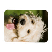 Magnet Flexible Panneaux de chiot Goldendoodle (Horizontal)