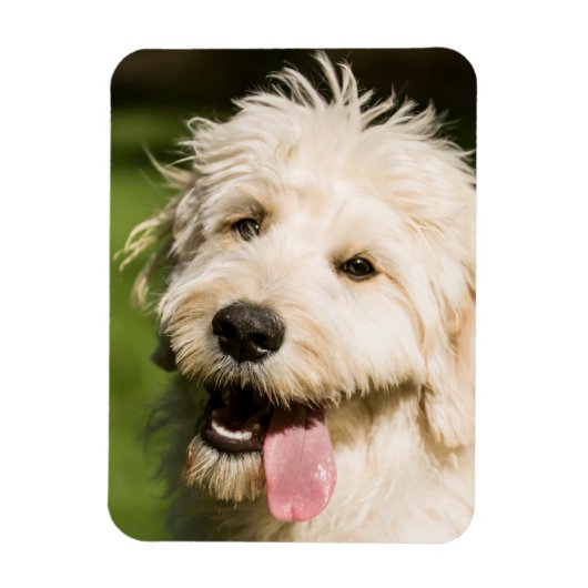 Magnet Flexible Panneaux de chiot Goldendoodle (Vertical)