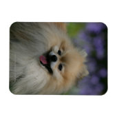 Magnet Flexible Panneaux Poméraniens (Horizontal)