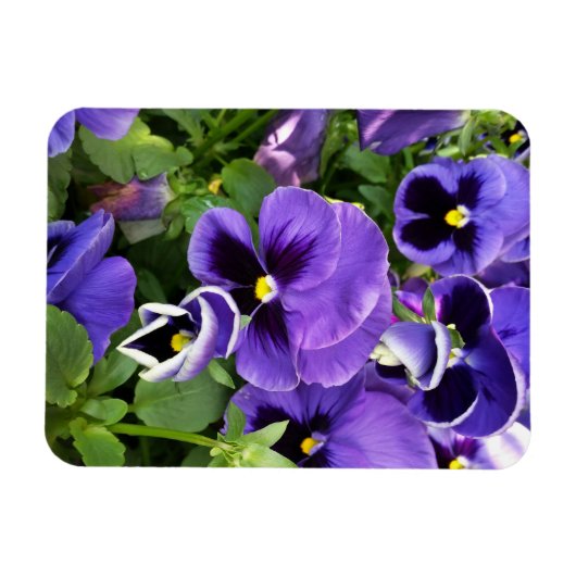 Magnet Flexible panneaux violets (Horizontal)