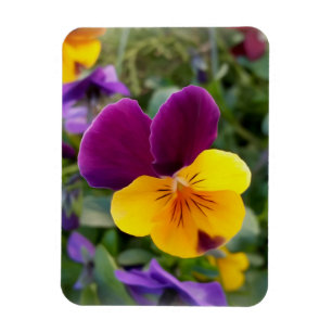Magnet Flexible Pansies lumineuses