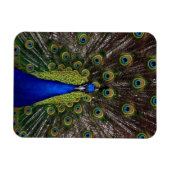 Magnet Flexible Paon (Horizontal)