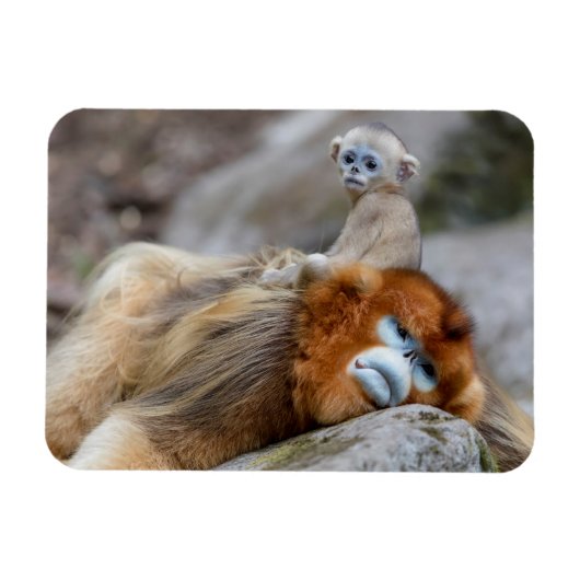 Magnet Flexible Papa singe à nez doré avec bébé (Horizontal)
