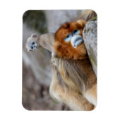 Magnet Flexible Papa singe à nez doré avec bébé (Vertical)